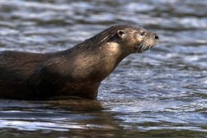 otter attack_2020 Sep 02