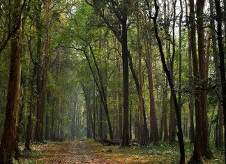 നിലമ്പൂരിലെ വനം ടൂറിസം കേന്ദ്രങ്ങള് ഇന്ന് തുറക്കും; പ്രവേശനം പ്രോട്ടോകോള് പാലിച്ച് malabar image_malabar news