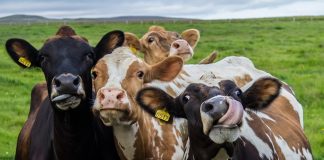 പശുക്കളില് ഗുരുതര വൈറസ് രോഗം വ്യാപിക്കുന്നു; പ്രതിരോധ വാക്സിന് കടുത്തക്ഷാമം MalabarNews_cows lumpy disease