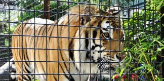 Tiger attack  