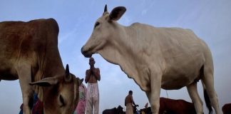 up misusing cow slaughter act