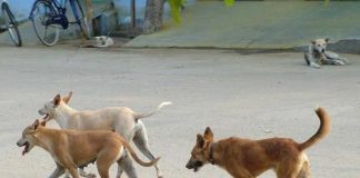 Kudumbasree to catch stray dogs