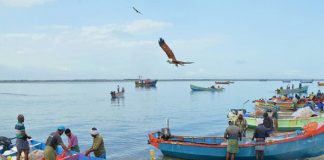 Fisherman in ponnani