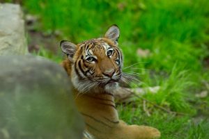 MalabarNews_tiger