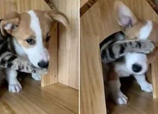 വിടില്ല ഞാൻ; പട്ടിക്കുട്ടിയെ കൂട്ടിൽ നിന്ന് പുറത്തു കടക്കാൻ സമ്മതിക്കാതെ പൂച്ച Cat-and-Dog_2020-Oct-07