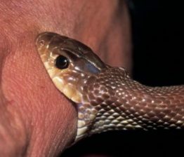 Malabar News_ girl_died from snake bite