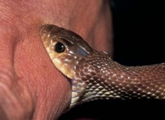 Malabar News_ girl_died from snake bite