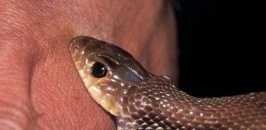 Malabar News_ girl_died from snake bite