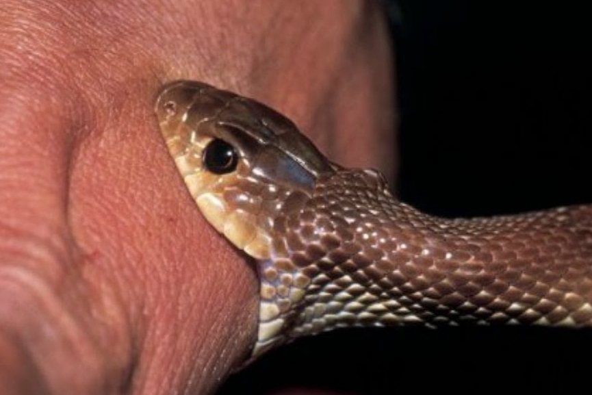 Malabar News_ girl_died from snake bite Malabar News_ girl_died from snake bite