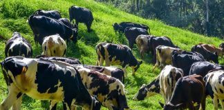 Malabar News_ Dairy farmer kerala