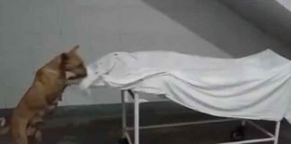 Stray-Dog-In-UP-Hospital_2020-Nov-27