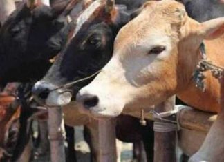 അമിതമായി പൊറോട്ട കഴിച്ചു; അഞ്ച് പശുക്കൾ ചത്തു, ഒമ്പതെണ്ണം അവശനിലയിൽ Cow_slaughter in karanataka_Malabar news