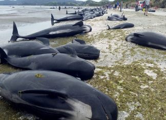 ന്യൂസിലന്ഡില് 120ലേറെ തിമിംഗലങ്ങള് ചത്തു കരക്കടിഞ്ഞ നിലയില് whales_malabar news