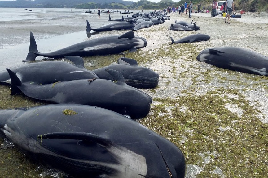 whales_malabar news whales_malabar news