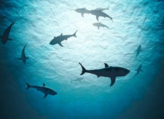 sharks image_malabar news