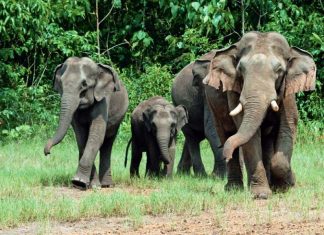 കാട്ടാനകളെ തുരത്താൻ പ്രത്യേക ടാസ്ക് ഫോഴ്സുമായി വനം വകുപ്പ് MALABARNEWS-ELEPHENT