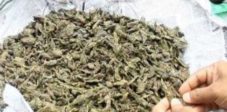 MalabarNews_ganga seized