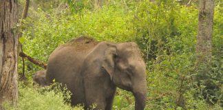 เดเดพเดเตเดเดพเดจเดถเดฒเตเดฏเด เดฐเตเดเตเดทเด; เดเดฏเดฎเดเตเดเตเดฒเตเดฒเดฟเดฏเดฟเดฒเตโ เดเตเดทเดฟเดเดณเตโ เดตเตเดฏเดพเดชเดเดฎเดพเดฏเดฟ เดจเดถเดฟเดชเตเดชเดฟเดเตเดเตเดจเตเดจเต Malabarnews_wild elephant in wayanad