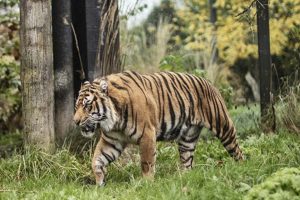 tiger in Wayanad