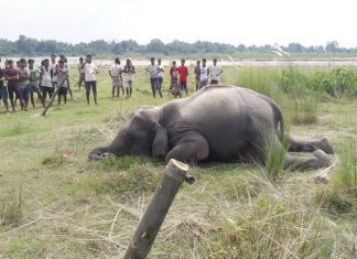 เดชเตเดฐเตเดจเตเดคเตเดฎเตเดช เดตเดจเดฎเตเดเดฒเดฏเดฟเดฒเตโ เดเดพเดเตเดเดพเดจเดฏเต เดเดฐเดฟเดเตเด เดจเดฟเดฒเดฏเดฟเดฒเตโ เดเดฃเตเดเตเดคเตเดคเดฟ Malabarnews_wild elewphant died