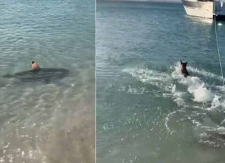 dog-rescued-tourists-_2020-Nov-16