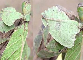 strange-creature-_2020-Nov-16