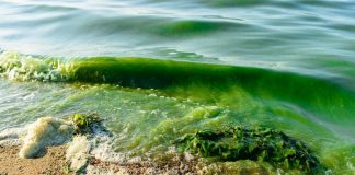 MALABARNEWS-ALGAL-BLOOM