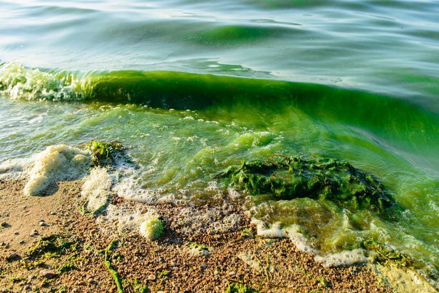 MALABARNEWS-ALGAL-BLOOM MALABARNEWS-ALGAL-BLOOM