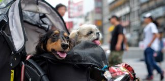 തായ്വാനിൽ കുഞ്ഞുങ്ങളെക്കാള് കൂടുതല് വളര്ത്തു മൃഗങ്ങള്