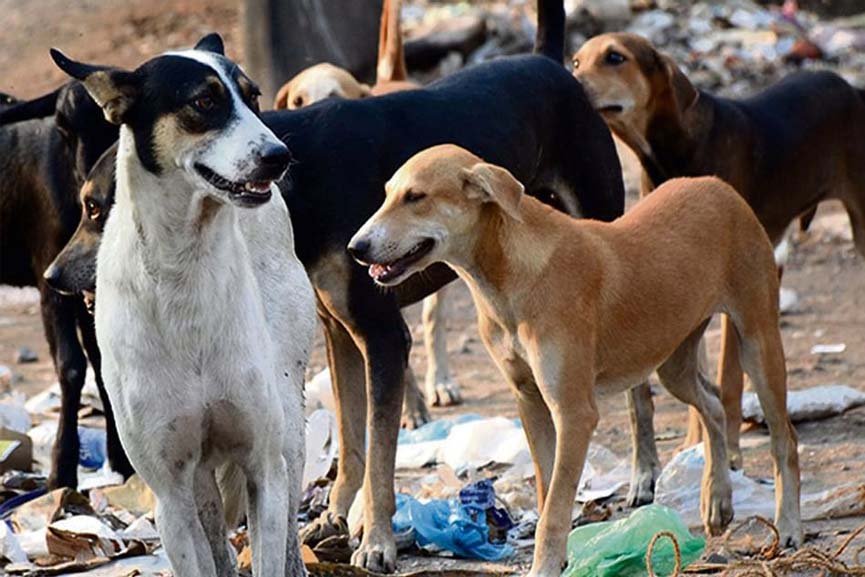 Malabar News_stray dog attack