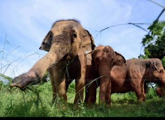 Malabarnews_wild elephant