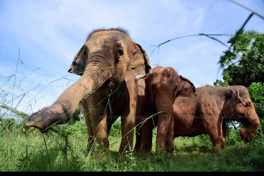 Malabarnews_wild elephant Malabarnews_wild elephant