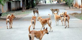 Malabarnews_street dogs in feroke