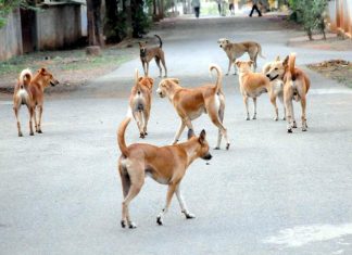 Malabarnews_street dogs in feroke