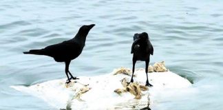 Waste dump in river_Malabar news