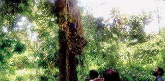 കിടന്നുറങ്ങിയ വീട്ടമ്മ, നേരം പുലർന്നപ്പോൾ 22 അടിയിലധികം ഉയരമുള്ള മരത്തിൽ! Representational Image_Malabar News