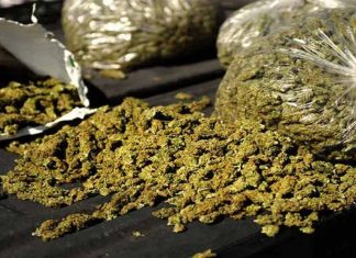 തളിപ്പറമ്പിൽ മയക്കു മരുന്നുമായി യുവാവ് പിടിയിൽ cannabis-seized in kasargod