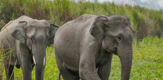 wild-elephant_2020-Nov-04