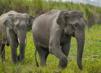 wild-elephant_2020-Nov-04