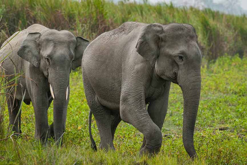 Malabar-News_wild-elephant_2020-Nov-04 wild-elephant_2020-Nov-04