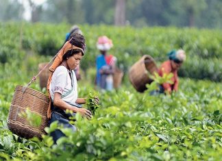 Nilgiri Tea Plantation