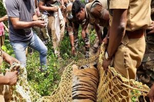 Escaped Tiger Caught From Neyyar