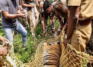 കടുവയുടെ ആമാശയത്തിൽ കമ്മൽ, വസ്ത്രം, മുടി; രാധയുടേതെന്ന് സൂചന Tiger