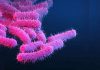 Shigella-bacteria