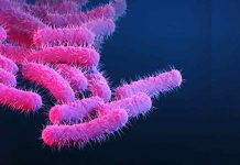 Shigella-bacteria
