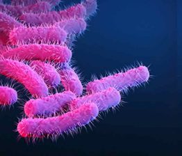 Shigella-bacteria