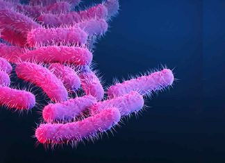 Shigella-bacteria