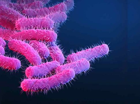 Shigella-bacteria