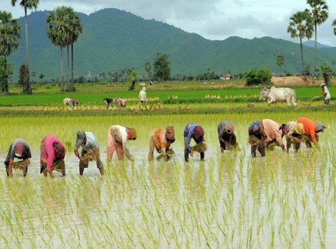 താങ്ങുവില വര്ധിപ്പിക്കുമെന്ന് സൂചന; ജില്ലയിലെ നെല്കര്ഷകര്ക്ക് ആശ്വാസം paddy