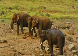 വന്യമൃഗ ശല്യം; കേരളവും കർണാടകയും സഹകരണ ചാർട്ടറിൽ ഒപ്പുവെച്ചു Chimmini WildLife Sanctuary